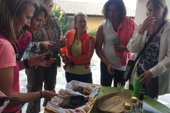 Guided Truffle Hunt Istria