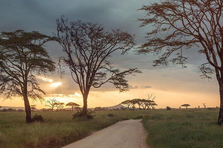 Full-Day Trip naar Tarangire National Park