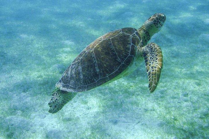 カンクンとリビエラマヤからのウミガメシュノーケリング