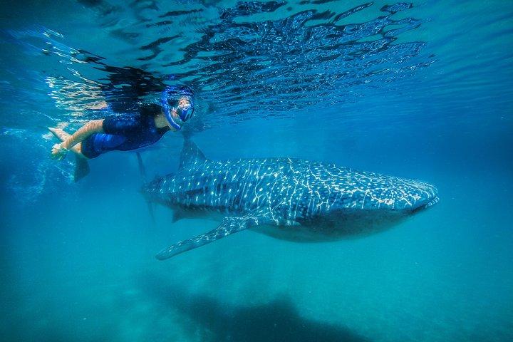 昼食付き、ロス・カボス発ラパスでジンベエザメとシュノーケリングツアー