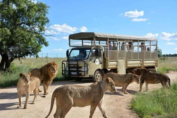 Lesedi Cultural Village e Lion Park Day Tour da Johannesburg