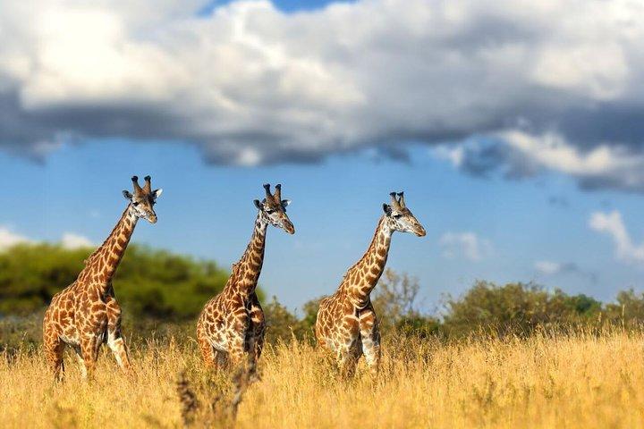 Lesedi Cultural Village e Lion Park Day Tour da Johannesburg