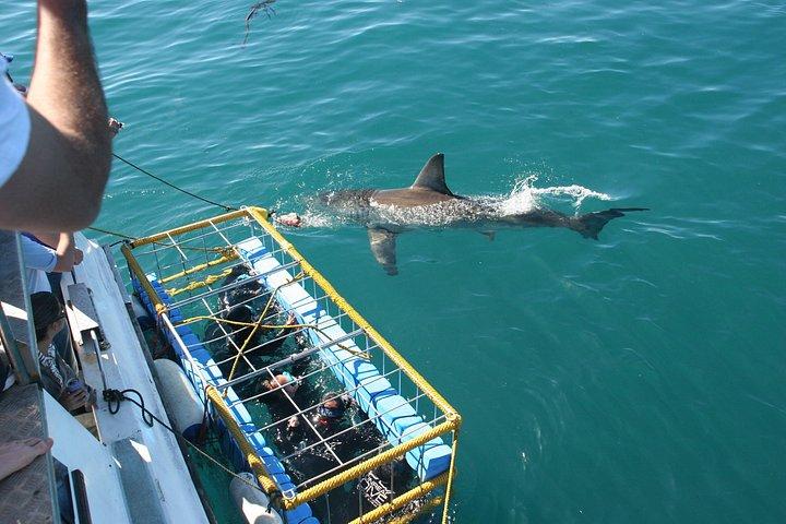 Cape town Hermanus Shark Cage Diving Tour With Transport