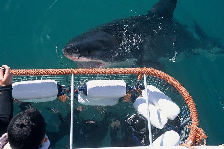 Cape town Hermanus Shark Cage Diving Tour With Transport