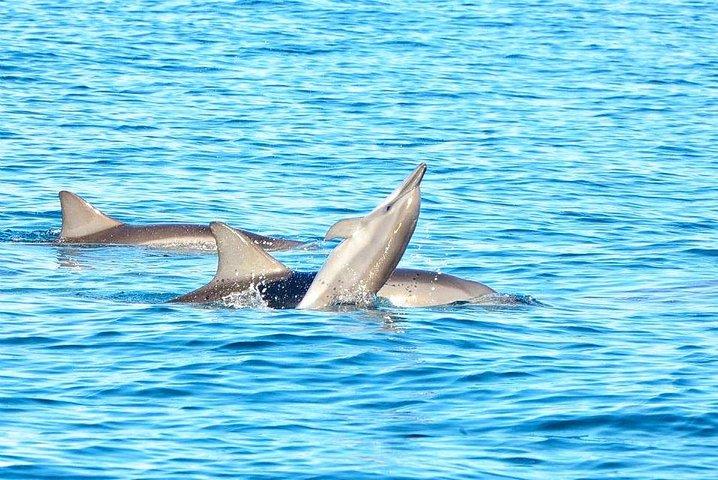 Baignade de dauphin sauvage et observation responsable des baleines avec transport