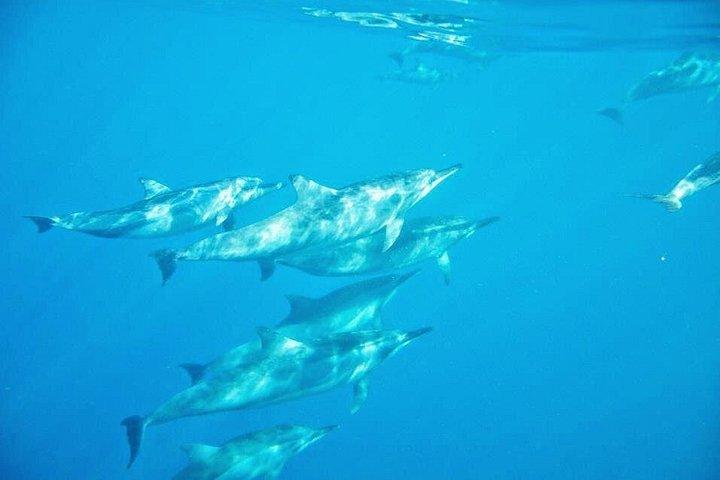 Mauritius Wild Dolphin Swim (Private or Group) w Pickup & Dropoff
