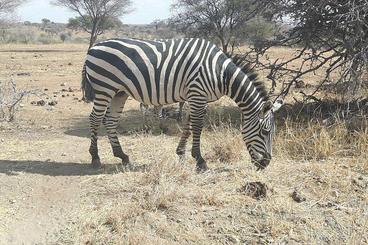 Dagstur till Mikumi National Park från Morogoro