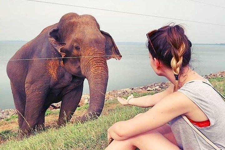 Safari en el Parque Nacional Udawalawe desde Kalutara/Bentota/Hikkaduwa