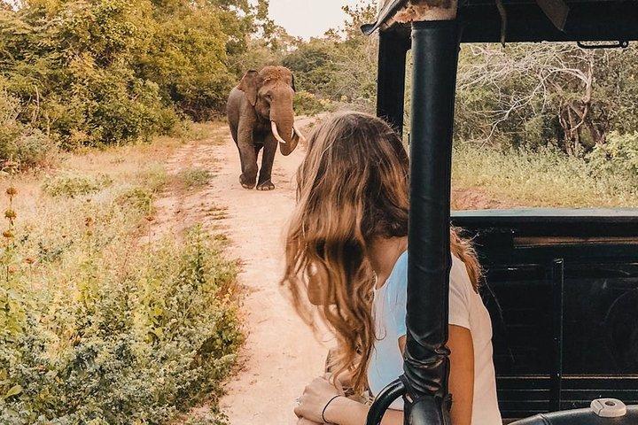 Safari en el Parque Nacional Udawalawe desde Kalutara/Bentota/Hikkaduwa