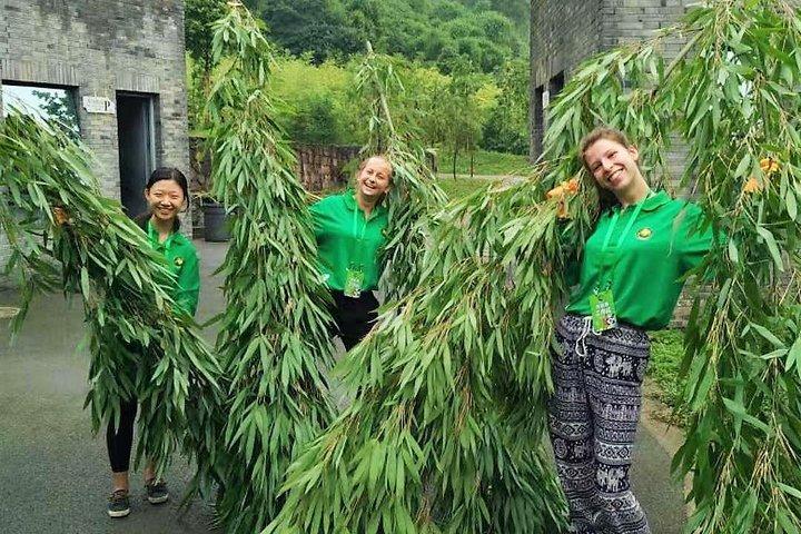 Volontariato all-inclusive alla base Wolong o Dujiangyan Panda