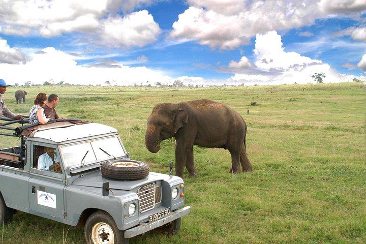 Visite guidée d'une journée du parc national Udawalawe au départ de Waskaduwa