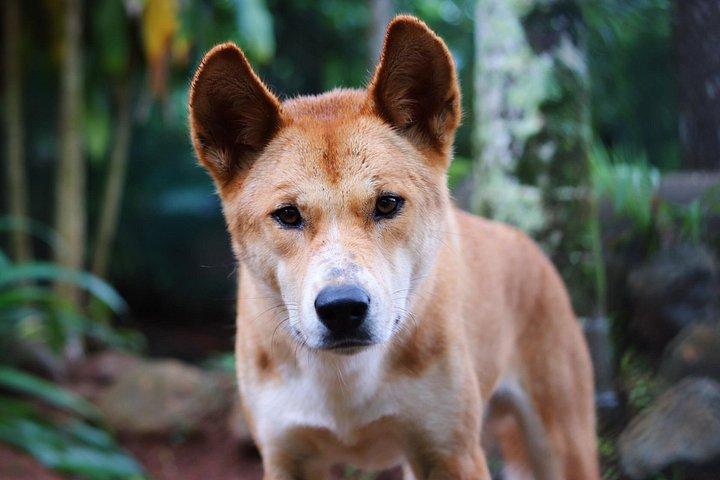 熱帯雨林アボリジニ文化と野生動物R1Bを含むクランダハイライト