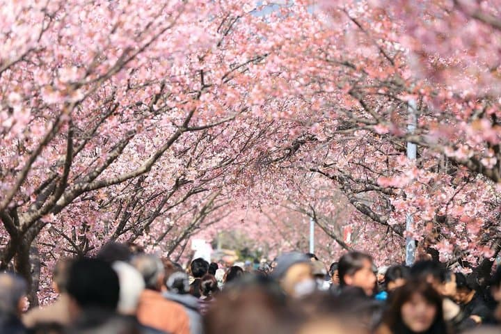 Tokyo Private Cherry Blossom Tour with a Local – Picnic Included