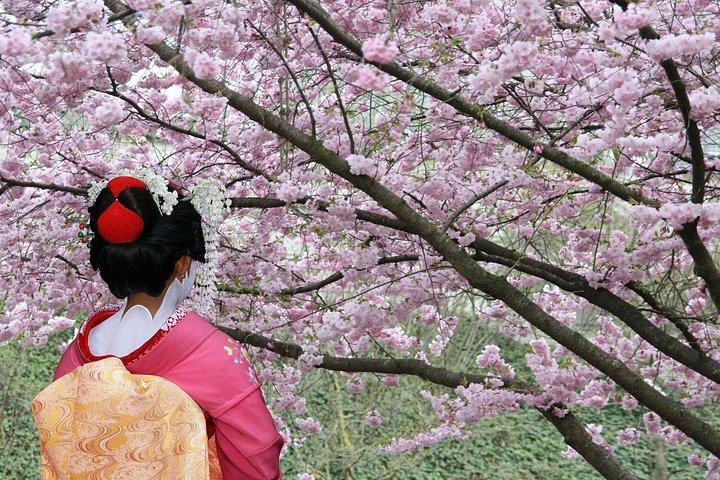 東京プライベート桜ツアー（地元付き）ピクニック付き
