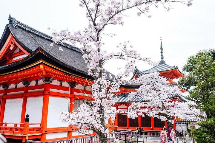Privat og unik Kyoto Cherry Blossom "Sakura" oplevelse