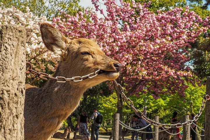 地元の人との大阪プライベート桜ツアー－ピクニック付き