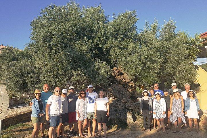 Kreta vin och olivolja turné