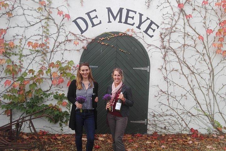 毎日異なる小グループワインツアー - STELLENBOSCH PICKUPのみ