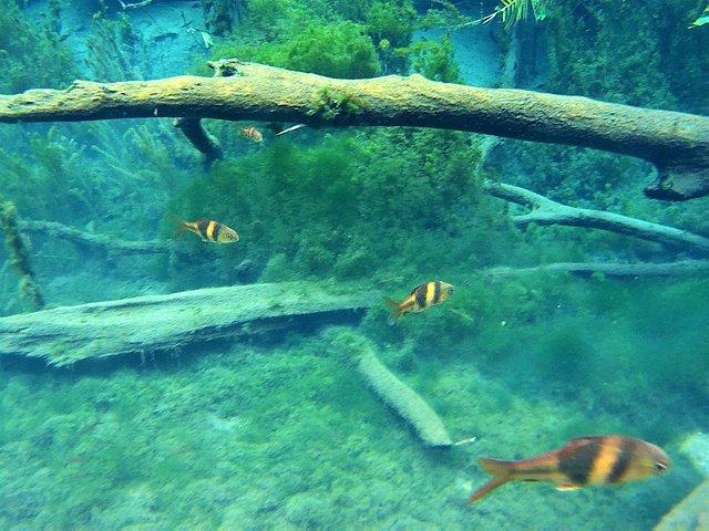Kajakfahren in der versteckten Süßwasserlagune, unsichtbarer Krabi-Trip