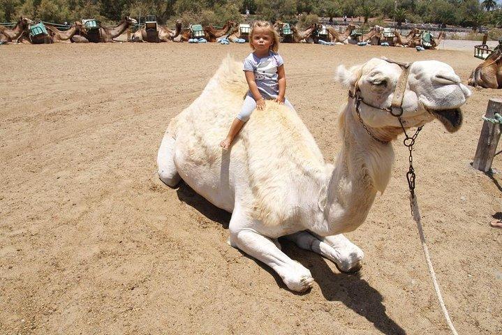 Balade à dos de chameau dans les dunes de Maspalomas