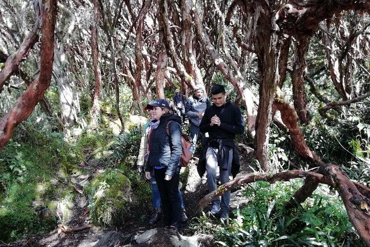 クエンカからの素晴らしいカハス国立公園ツアー