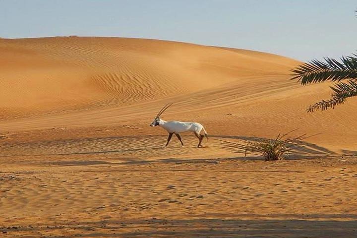 Dubai Desert Safari met BBQ-diner, kameelrit, buikdansen en sandboarden