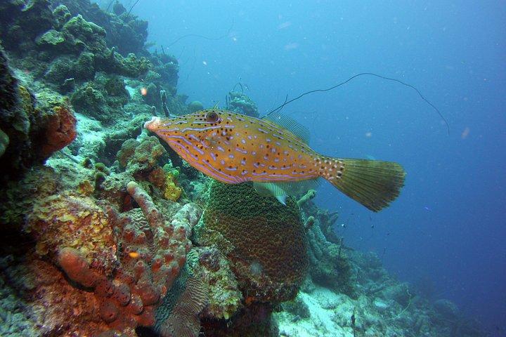 SSI Open Water Scuba Diving Course