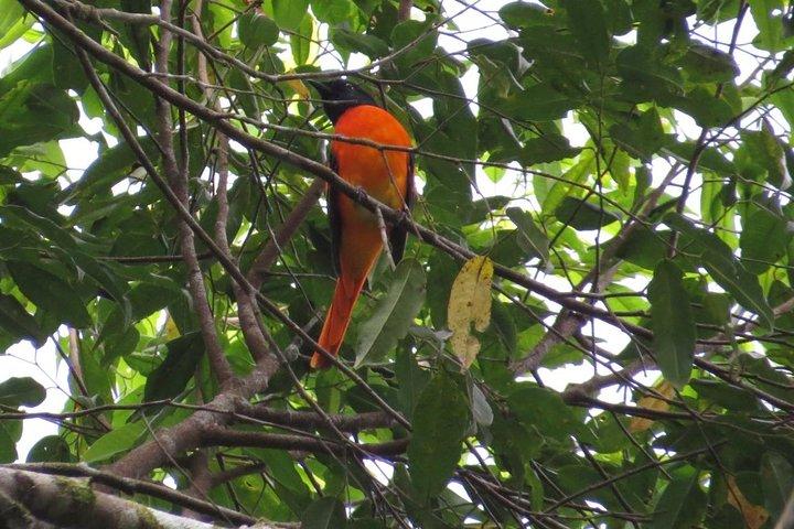 Vogelobservatie boswandeling in Kitulgala