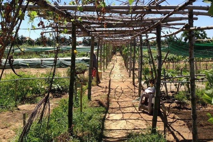Giornata intera Hoi An Rural Life, Bike, Basket Boats, Farms & Fields (Tour privato)