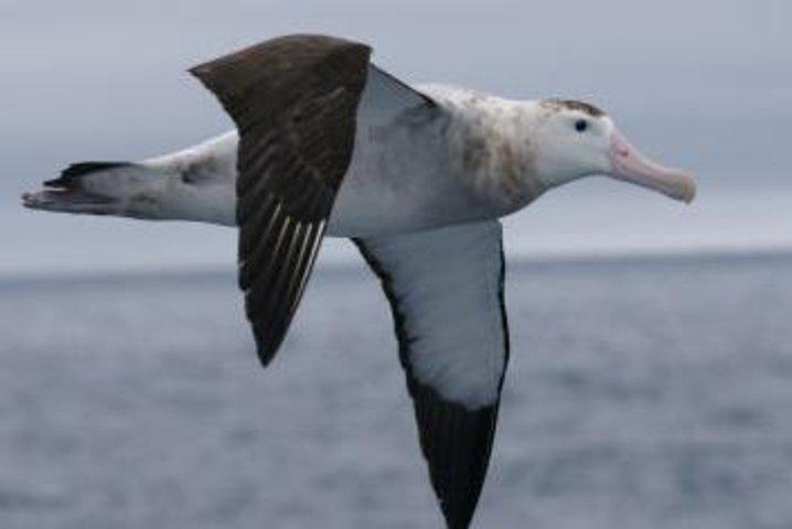 Kaikoura Albatross Encounter Tour di Christchurch