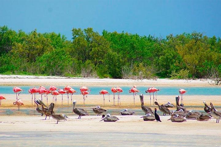 Riviera MayaとCancun（プライベート）からのHOLBOX ISLAND TOUR