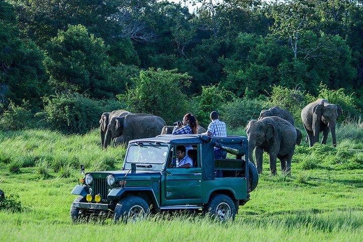 Udawalawe Safari DayTrip frm Bentota/Kalutara/Ahungalla/Hikkaduwa