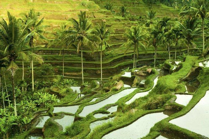 Escursione a terra: tour privati al villaggio artistico di Ubud e dintorni
