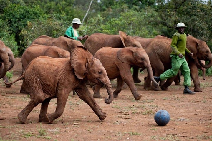 Nairobi National Park, Elephant Orphanage, Giraffe Centre Tour