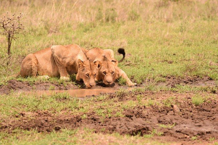 Nairobi National Park–A Safari Adventure at the Edge of the City
