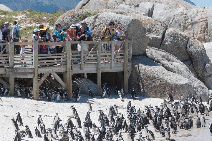 Visite touristique de Cape Point incluant Cape of Good Hope journée complète au départ de Cape Town