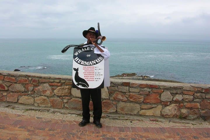 Hermanus Whale Watching Day Trip from Cape Town