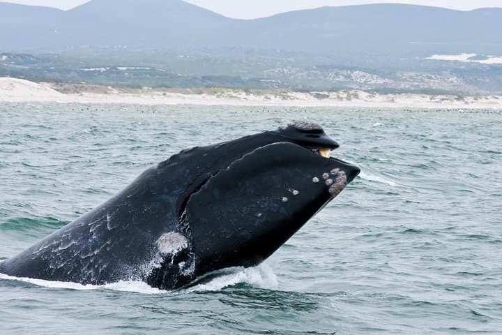 Hermanus Whale Watching Day Trip from Cape Town