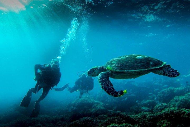 Croisière d'une journée à Mussandam avec déjeuner Dibba