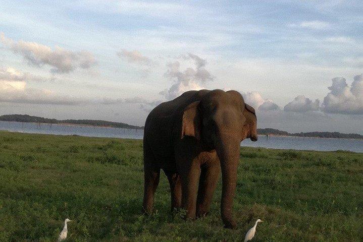 ジープサファリを含むネゴンボからのコードラ国立公園