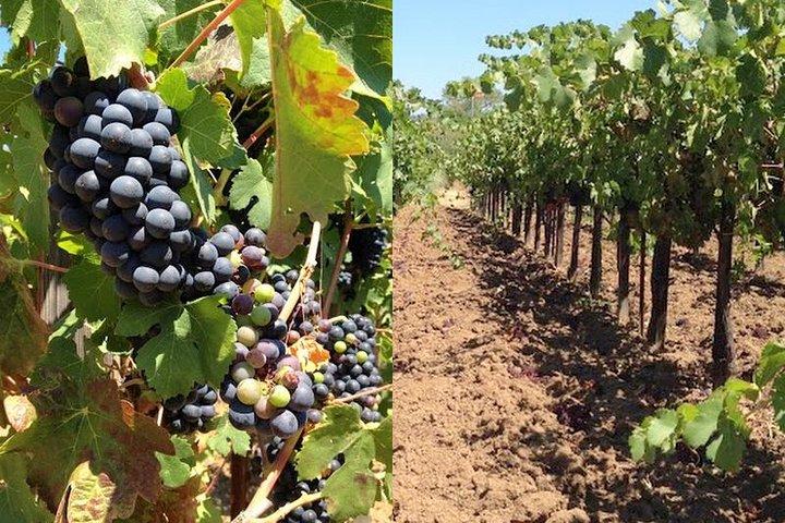 Visite privée de dégustation de vin de Santa Ynez, Solvang ou Buellton!