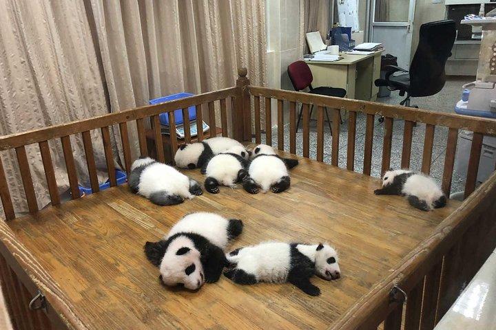Chengdu Private Panda Trip med eftermiddag Private Custom Tour