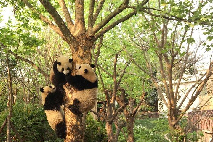 Tour privato del Chengdu Panda Center e del Buddha gigante di Leshan
