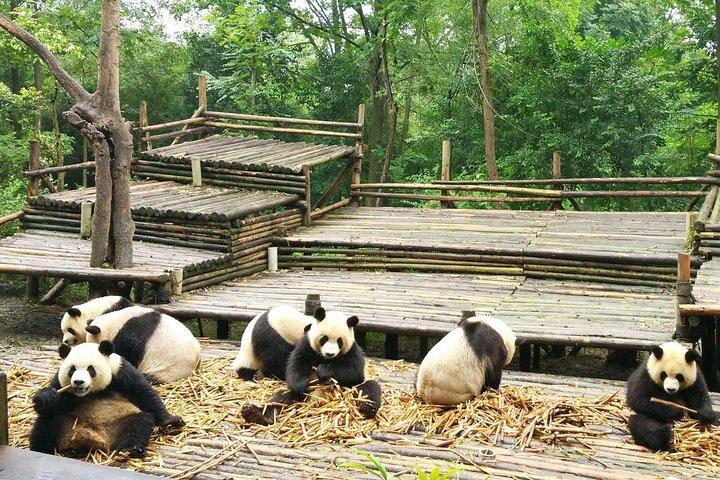 Customizeable Chengdu Private Tour af Panda Base og City Sightseeing