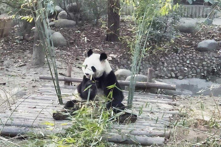 成都ガイド付きツアー：ジャイアントパンダと神秘的な三星洞遺跡