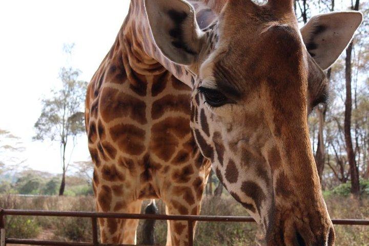 キリン センターとデビッド シェルドリック象の孤児院ツアー