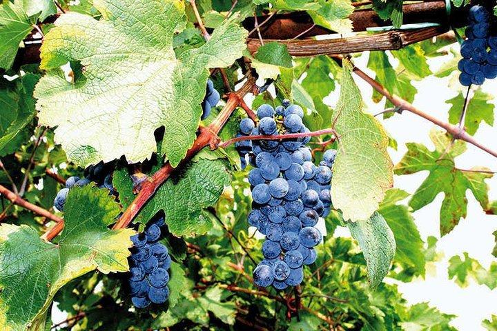Excursão de Pompeia para Grupos Pequenos em Dia Inteiro saindo de Sorrento com Degustação de Vinhos Local