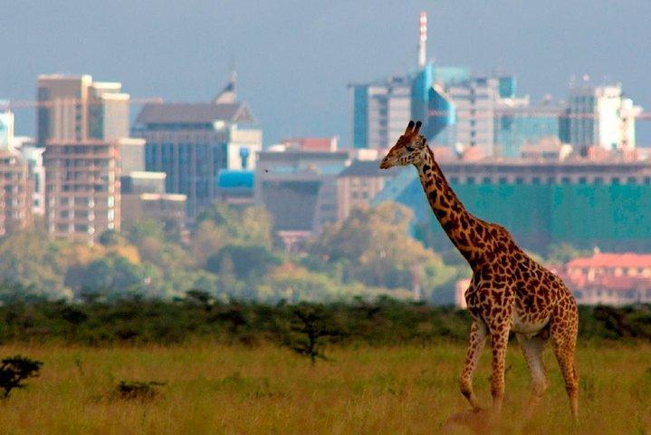 Frühmorgendliche Pirschfahrt im Nairobi National Park