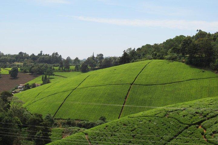 Excursion d'une journée à Nairobi à la ferme de thé de Kiambethu et déjeuner