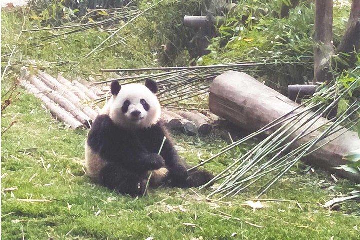 Customizeable Chengdu Private Tour af Panda Base og City Sightseeing